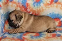 Laredo, a male French Bulldog for sale in Stockton, MO – 2 of 8