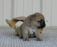 Kojak, a male French Bulldog for sale in Stockton, MO – 4 of 7