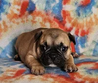 Ringo, a male French Bulldog for sale in Stockton, MO – 9 of 9
