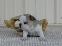 Splash, a male French Bulldog for sale in Stockton, MO – 6 of 6