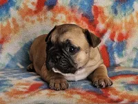 Ringo, a male French Bulldog for sale in Stockton, MO – 2 of 9