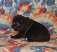 Elvira, a female French Bulldog for sale in Stockton, MO – 5 of 9