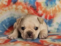 Charro, a male French Bulldog for sale in Stockton, MO – 1 of 9