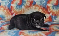 Elvira, a female French Bulldog for sale in Stockton, MO – 4 of 9