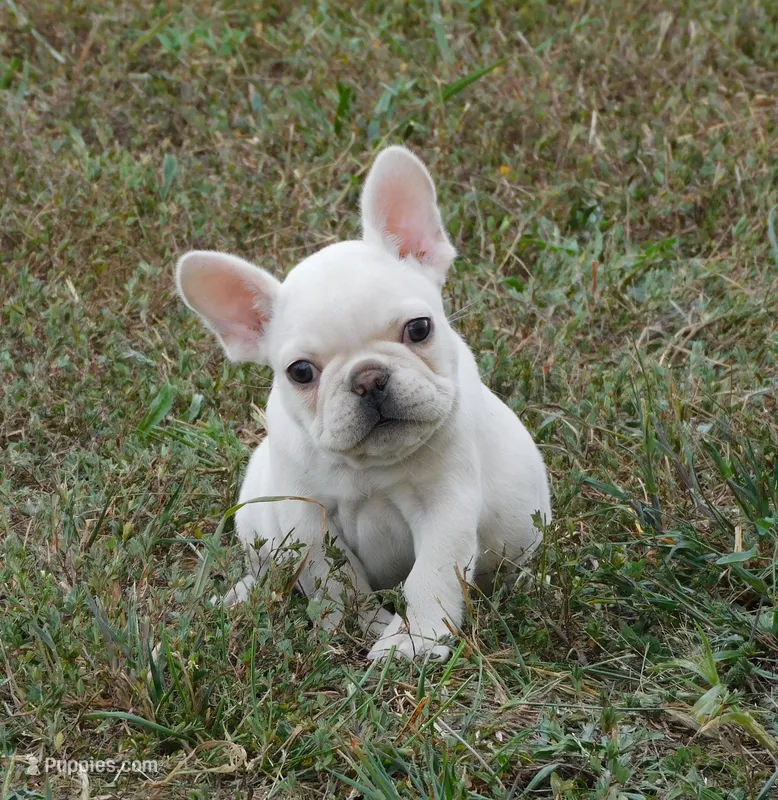 Diva – French Bulldog puppy for sale in Stockton, MO