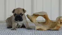 Kojak, a male French Bulldog for sale in Stockton, MO – 2 of 7