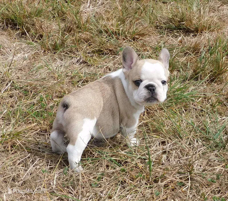 Splash – French Bulldog puppy for sale in Stockton, MO
