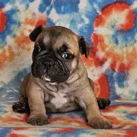 Laredo, a male French Bulldog for sale in Stockton, MO – 7 of 8