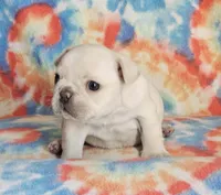 Diva, a female French Bulldog for sale in Stockton, MO – 3 of 9