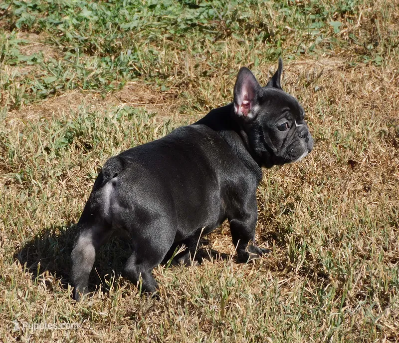 Elvira – French Bulldog puppy for sale in Stockton, MO