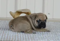 Kojak, a male French Bulldog for sale in Stockton, MO – 3 of 7