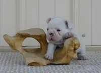 Casper, a male French Bulldog for sale in Stockton, MO – 4 of 8