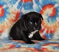 Elvira, a female French Bulldog for sale in Stockton, MO – 9 of 9