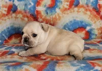 Charro, a male French Bulldog for sale in Stockton, MO – 6 of 9