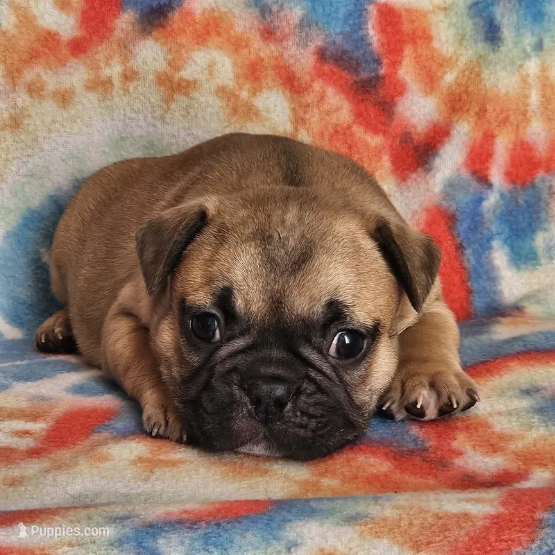 Ringo – French Bulldog puppy for sale in Stockton, MO