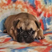 Ringo, a male French Bulldog for sale in Stockton, MO – 1 of 9