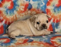 Charro, a male French Bulldog for sale in Stockton, MO – 8 of 9