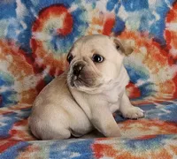 Charro, a male French Bulldog for sale in Stockton, MO – 9 of 9