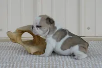 Splash, a male French Bulldog for sale in Stockton, MO – 4 of 6