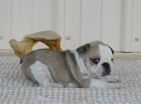 Splash, a male French Bulldog for sale in Stockton, MO – 5 of 6