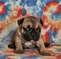 Laredo, a male French Bulldog for sale in Stockton, MO – 5 of 8