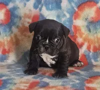 Elvira, a female French Bulldog for sale in Stockton, MO – 6 of 9
