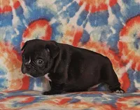 Elvira, a female French Bulldog for sale in Stockton, MO – 2 of 9