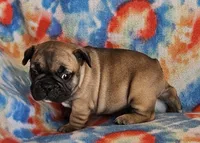 Laredo, a male French Bulldog for sale in Stockton, MO – 6 of 8