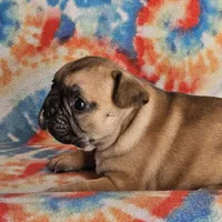 Ringo, a male French Bulldog for sale in Stockton, MO – 5 of 9