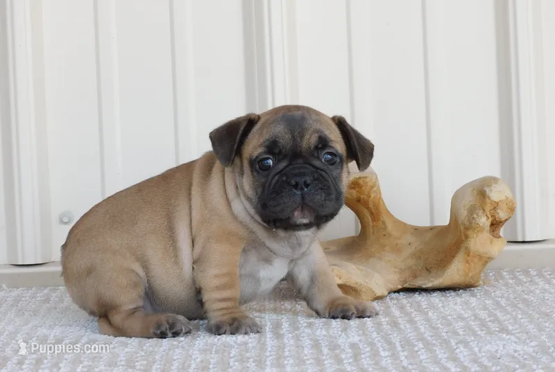 Laredo – French Bulldog puppy for sale in Stockton, MO