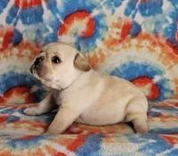 Charro, a male French Bulldog for sale in Stockton, MO – 2 of 9
