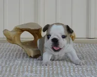 Splash, a male French Bulldog for sale in Stockton, MO – 2 of 6