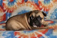 Ringo, a male French Bulldog for sale in Stockton, MO – 7 of 9