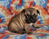 Laredo, a male French Bulldog for sale in Stockton, MO – 8 of 8