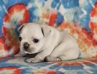 Diva, a female French Bulldog for sale in Stockton, MO – 5 of 9