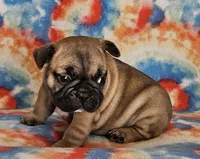 Laredo, a male French Bulldog for sale in Stockton, MO – 3 of 8