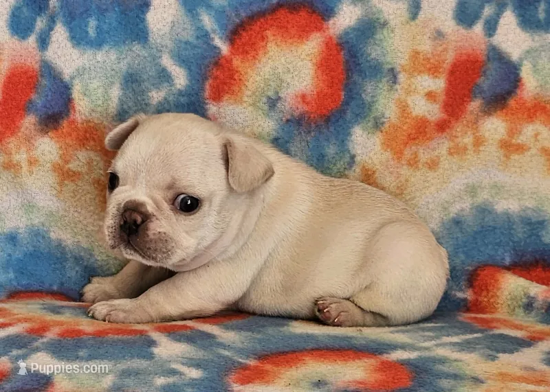 Diva – French Bulldog puppy for sale in Stockton, MO