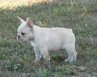 Buster, a male French Bulldog for sale in Stockton, MO – 4 of 9