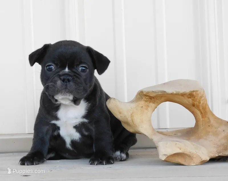 Elvira – French Bulldog puppy for sale in Stockton, MO