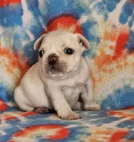 Diva, a female French Bulldog for sale in Stockton, MO – 9 of 9