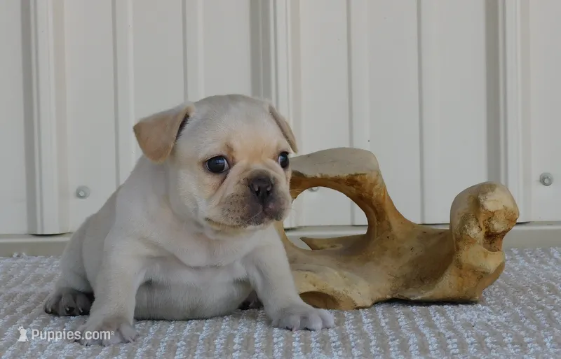 Charro – French Bulldog puppy for sale in Stockton, MO