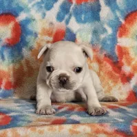 Diva, a female French Bulldog for sale in Stockton, MO – 7 of 9