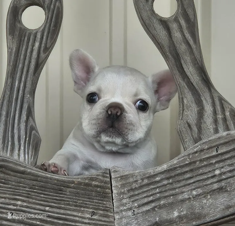 Diva – French Bulldog puppy for sale in Stockton, MO