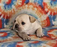 Charro, a male French Bulldog for sale in Stockton, MO – 7 of 9
