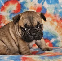 Laredo, a male French Bulldog for sale in Stockton, MO – 4 of 8