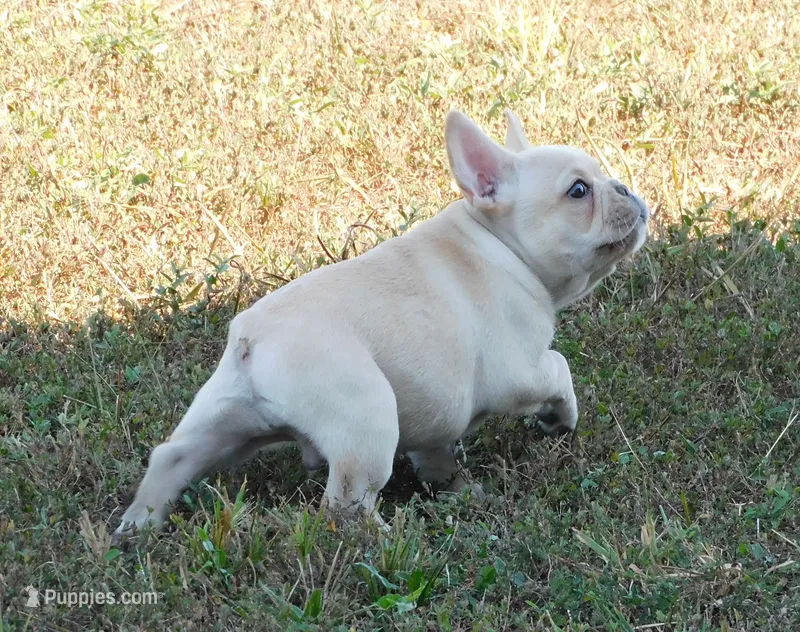 Charro – French Bulldog puppy for sale in Stockton, MO