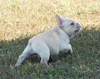 Buster, a male French Bulldog for sale in Stockton, MO – 1 of 9