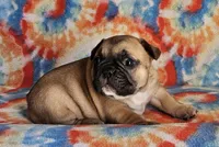 Ringo, a male French Bulldog for sale in Stockton, MO – 3 of 9