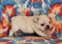 Diva, a female French Bulldog for sale in Stockton, MO – 8 of 9