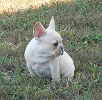 Buster, a male French Bulldog for sale in Stockton, MO – 9 of 9